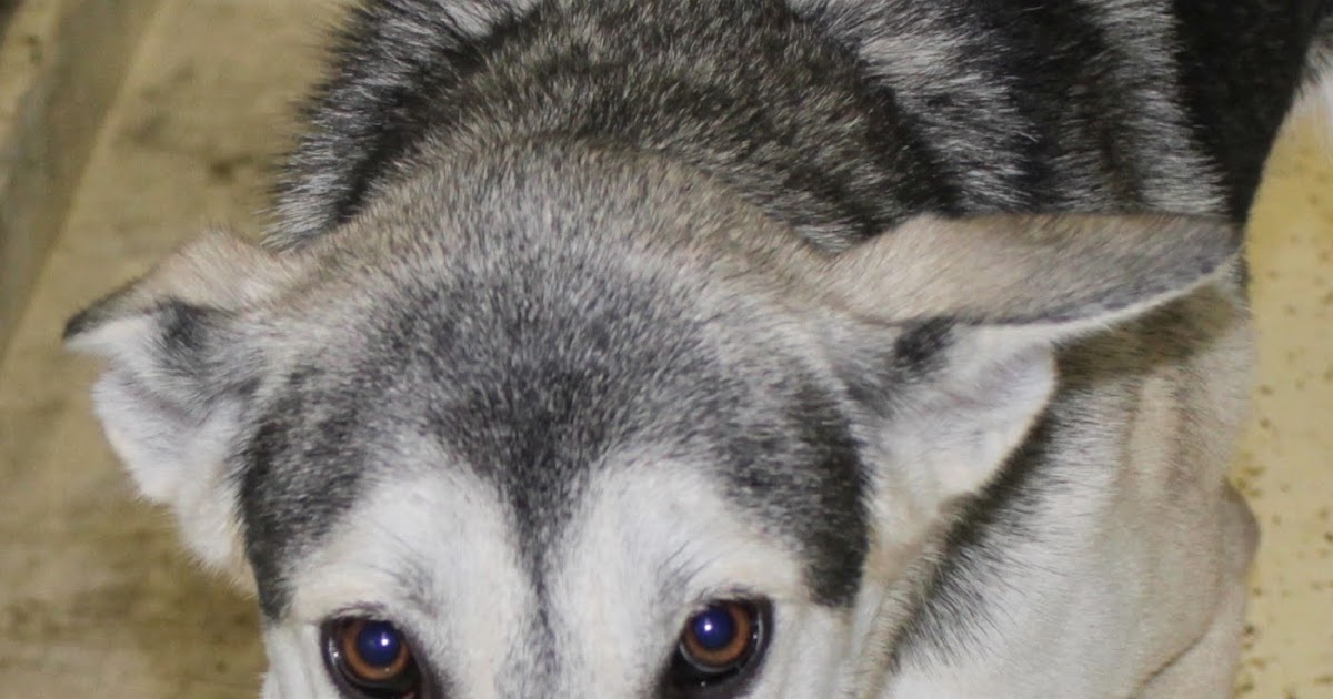 Inside Hot Springs Village At the HSV Animal Shelter